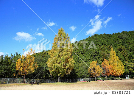 色づくメタセコイアの葉 色づくメタセコイアの葉 85381721