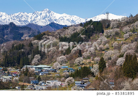 長野県/ 二反田の桜 「日本一最も美しい村（連合）」小川村 85381895