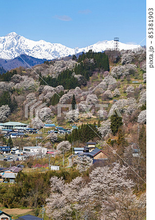 長野県/ 二反田の桜 「日本一最も美しい村（連合）」小川村 85381903