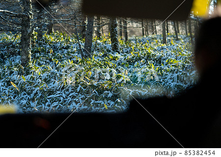 長野県　美ヶ原高原　ビーナスライン　風景　太陽　高所　観光　アルプス　旅行　登山　冬　運転席　車 85382454
