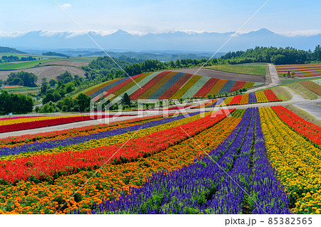 北海道美瑛 四季彩の丘の花畑 夏の写真素材