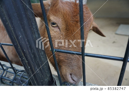 五月山動物園 ヤギ 五月山動物園 ヤギ 85382747
