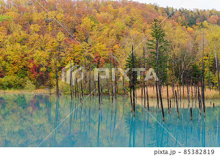 青い池の紅葉　美瑛町白金 85382819