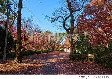 秋の東京都多摩市桜ヶ丘公園 旧多摩聖蹟記念館に向かう歩道(記念館の道)の紅葉 秋の東京都多摩市桜ヶ丘公園 旧多摩聖蹟記念館に向かう歩道(記念館の道)の紅葉 85383139
