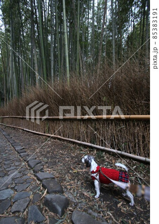 竹林の小径 竹林の小径 85383191