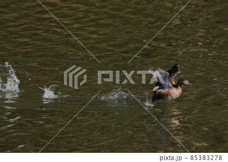 生き物　野鳥　カイツブリ、脚を引き込んでいよいよ離水？ 85383278