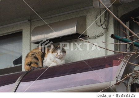10年前の君　㉑　温かいのかもしれませんな地域三毛猫 85383325