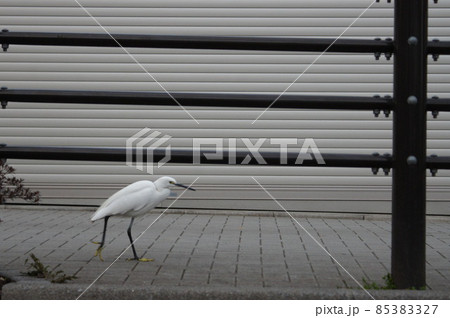 コンクリート道を闊歩 85383327