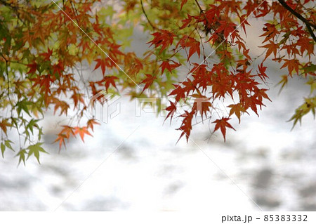 竜田川の紅葉 竜田川の紅葉 85383332