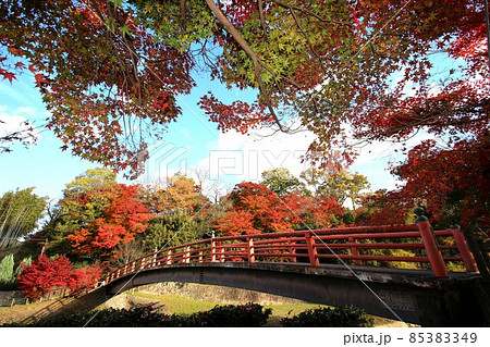 竜田川の紅葉 竜田川の紅葉 85383349