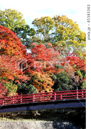 竜田川の紅葉 竜田川の紅葉 85383363