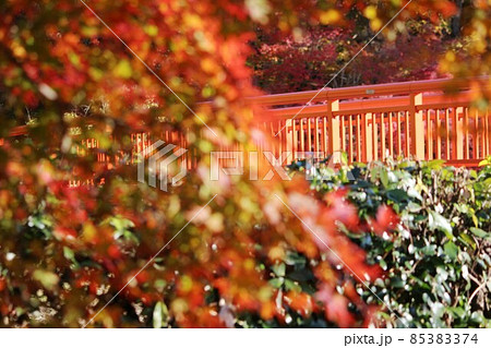 竜田川の紅葉 85383374