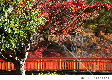 竜田川の紅葉 85383375