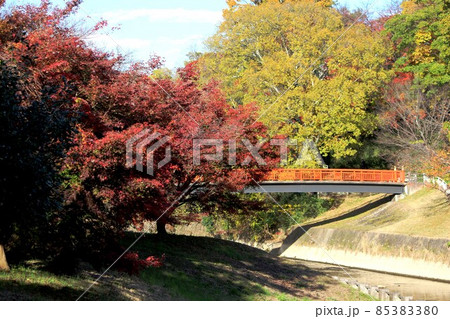 竜田川の紅葉 85383380