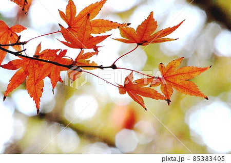 竜田川の紅葉 竜田川の紅葉 85383405