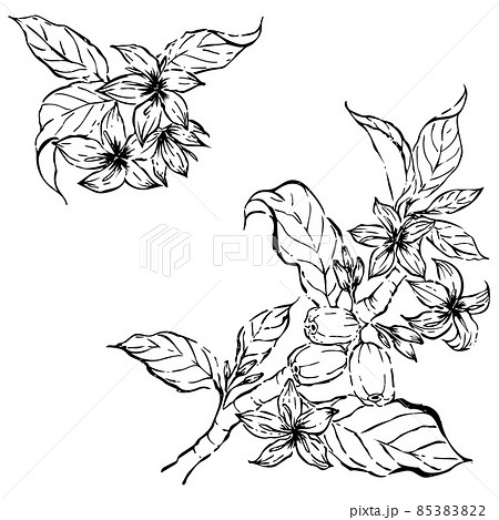 コーヒーの花と実のペン画イラストのイラスト素材 8532