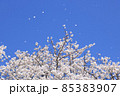 満開の桜と青空に舞い散る花びら 85383907