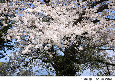 満開の桜の古木 85383908