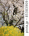黄色い菜の花と淡いピンク色の桜 85383909