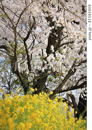 黄色い菜の花と淡いピンク色の桜 85383909