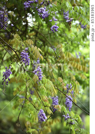 花 フラワー お花 85383965