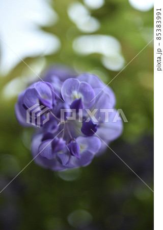 花 フラワー お花 85383991