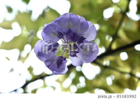 花 フラワー お花 85383992
