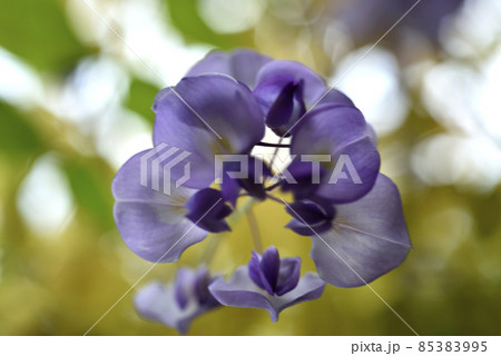 花 フラワー お花 85383995