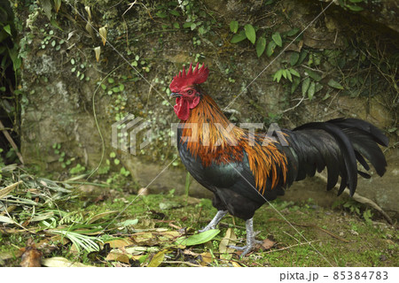 動物 動物学 鶏 85384783