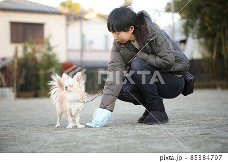 愛犬のウンチを拾う飼い主の女性とその愛犬の白いロングコートチワワ 85384797