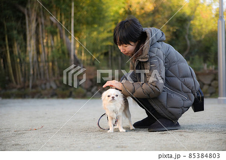 近所の散歩中に愛犬と戯れる女性とその愛犬のロングコートチワワ 85384803