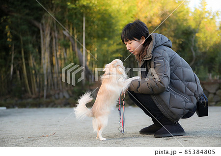 近所の散歩中に愛犬と戯れる女性とその愛犬のロングコートチワワ 85384805
