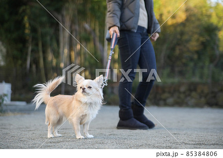 近所の散歩をする女性とその愛犬のロングコートチワワ 85384806
