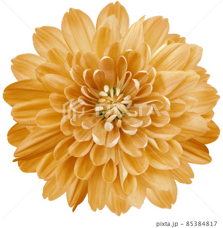 flower orange chrysanthemum . Flower isolated on a white background. No shadows with clipping path. Close-up. Nature. 85384817