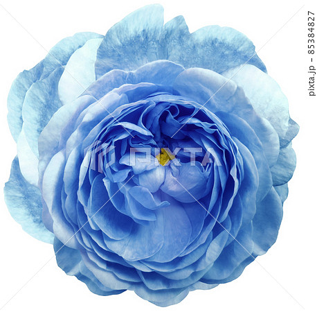 rose flower blue isolated on a white background. No shadows with clipping path. Close-up. Nature. rose flower blue isolated on a white background. No shadows with clipping path. Close-up. Nature. 85384827