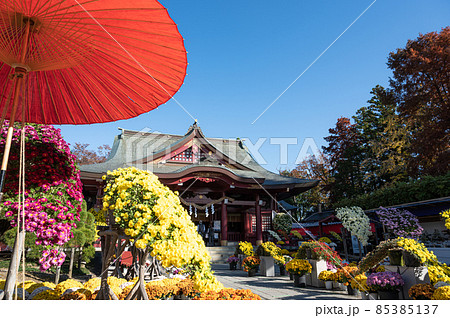 菊まつり　菊の花　笠間稲荷神社 85385137
