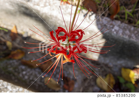彼岸花 85385200