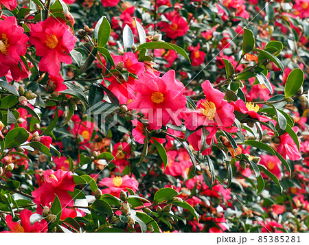 咲き乱れる山茶花の花(ツバキ科) 咲き乱れる山茶花の花(ツバキ科) 85385281