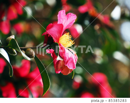 咲き乱れる山茶花の花(ツバキ科) 咲き乱れる山茶花の花(ツバキ科) 85385283