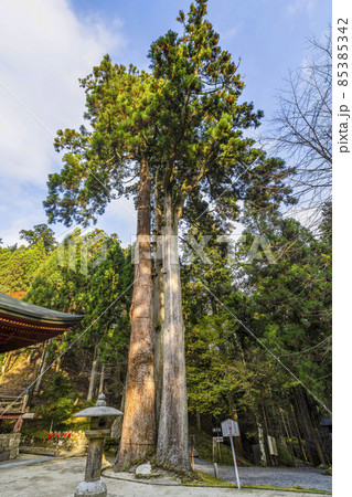 比叡山延暦寺西塔　釈迦堂横の巨木 85385342