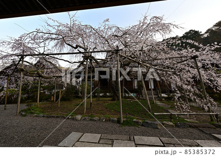 毘沙門堂の桜 毘沙門堂の桜 85385372