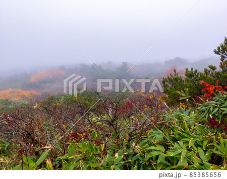 霧に包まれた高山の紅葉 (山形県、蔵王、三宝荒神山) 85385656
