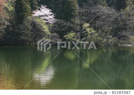 与保呂岸谷貯水池の春風景 与保呂岸谷貯水池の春風景 85385987