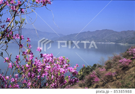 舞鶴湾を背景に咲き誇るミツバツツジの春風景-2 舞鶴湾を背景に咲き誇るミツバツツジの春風景-2 85385988