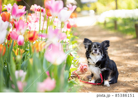 木漏れ日の中のカラフルなチューリップの横でオスワリをする黒いロングコートチワワ成犬 85386151