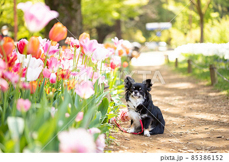 木漏れ日の中のカラフルなチューリップの横でオスワリをする黒いロングコートチワワ成犬 85386152