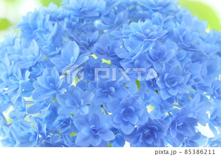 青色のアジサイ　細かい八重咲の花が綺麗　明るい背景 85386211