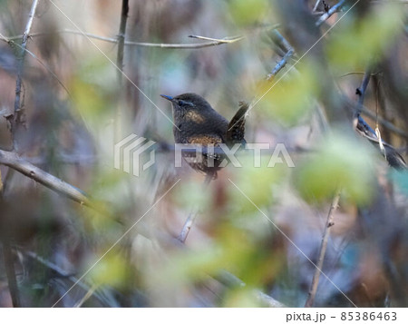 冬、枯れ葉の中のミソサザイ 85386463