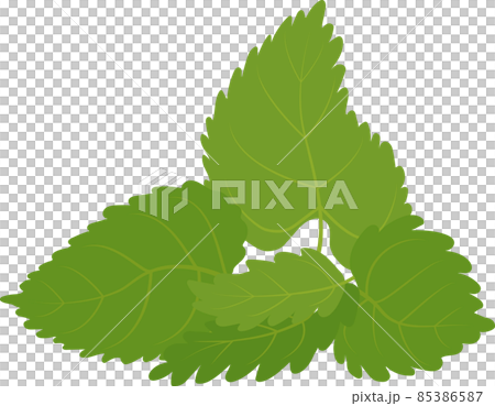 Vector green mint leaves isolated on white 85386587