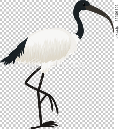Cartoon vector icon of ibis bird isolated on blue 85386591